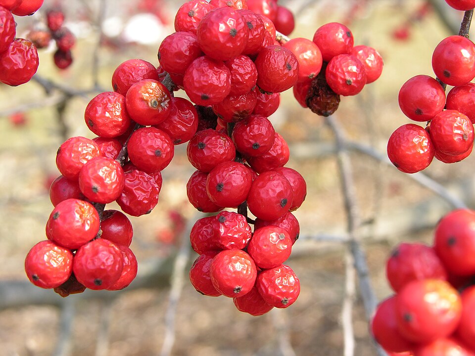 Common Winterberry