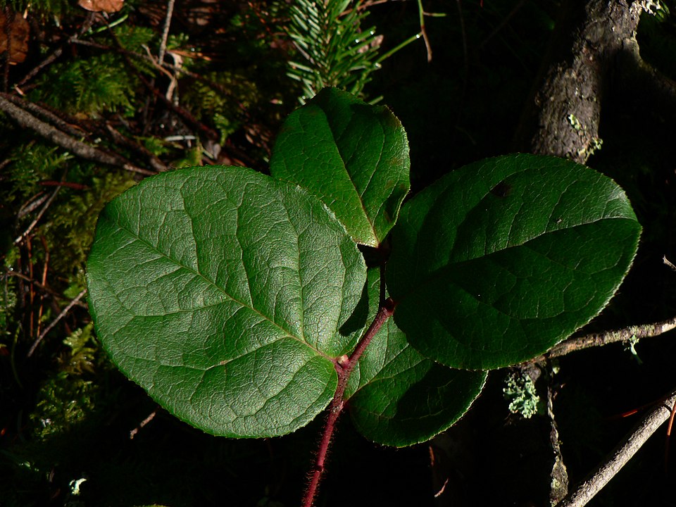 Salal