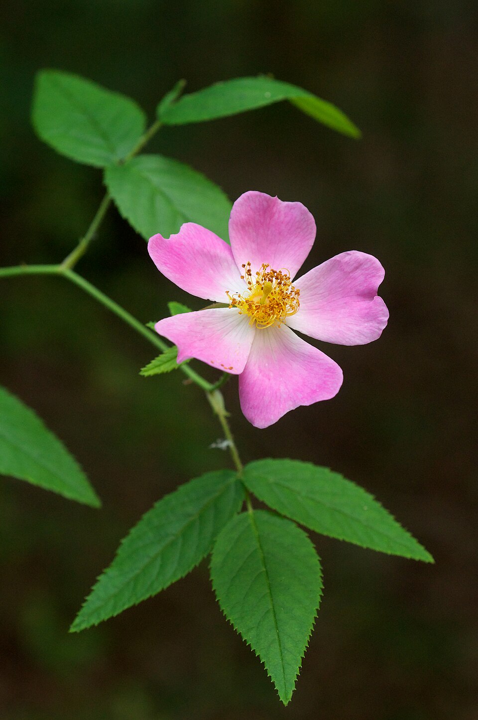 Climbing Prairie Rose
