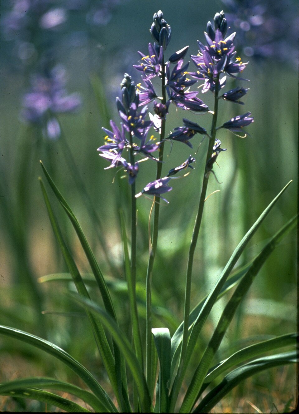 Small Camas
