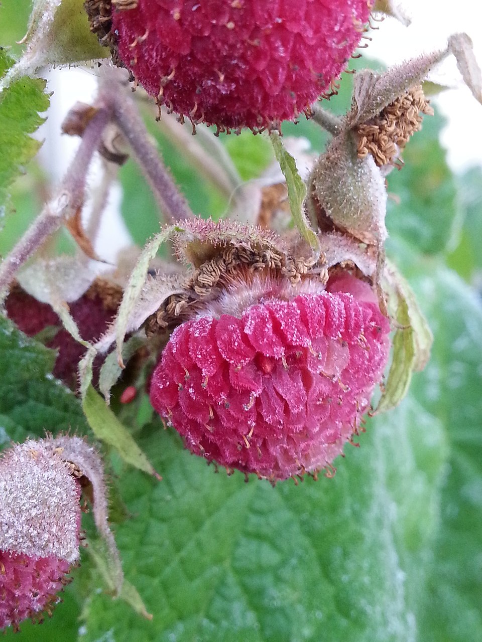 Purple-Flowering Raspberry