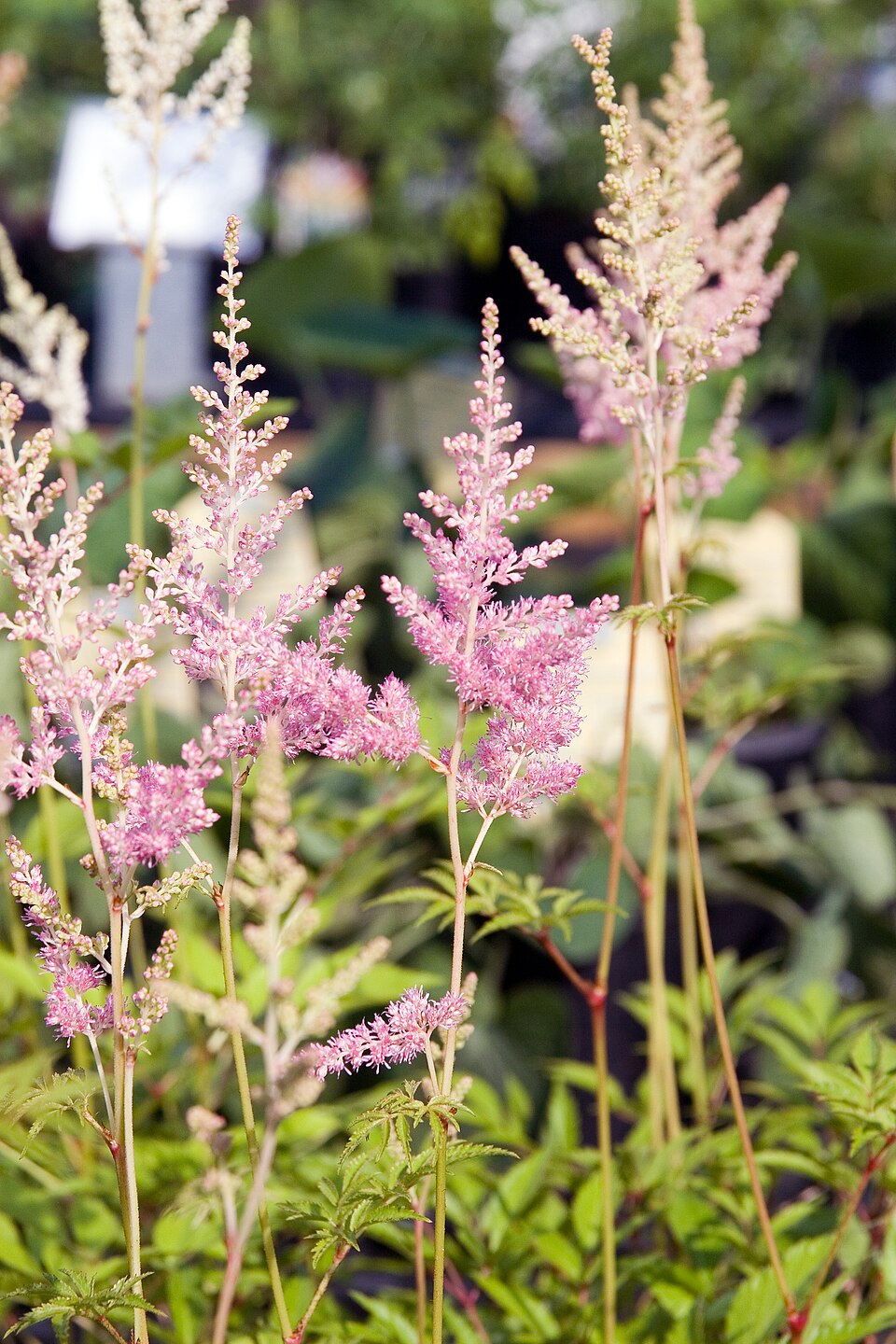 Astilbe