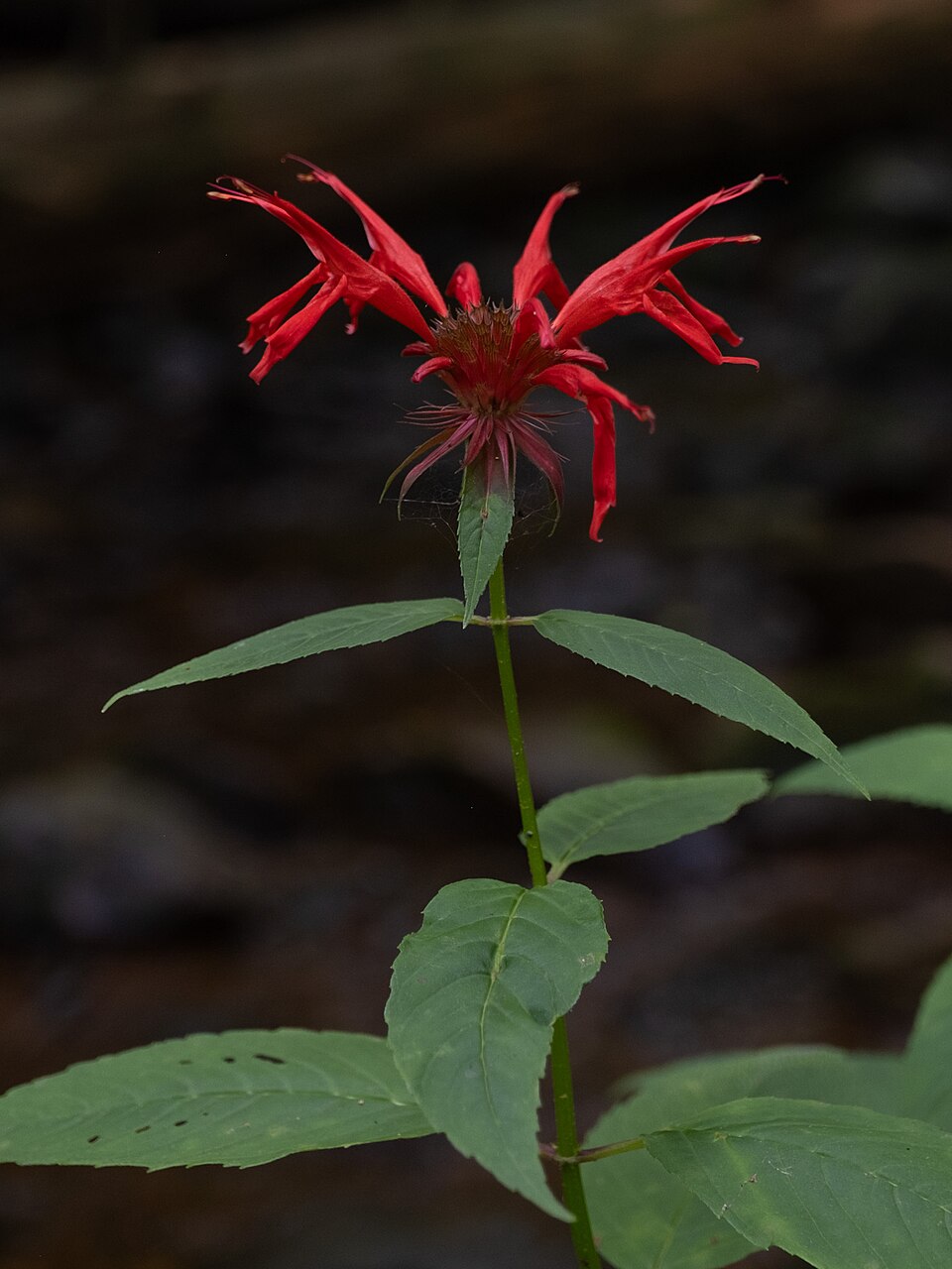 Scarlet Beebalm