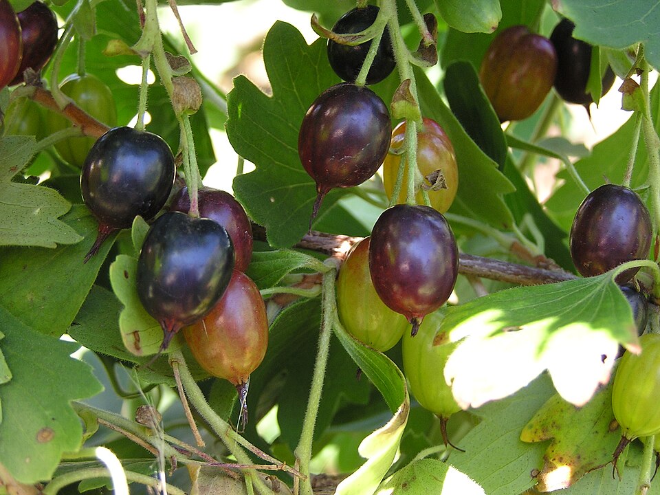 Golden Currant
