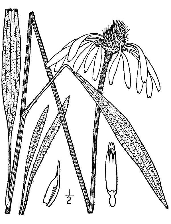 Pale Purple Coneflower