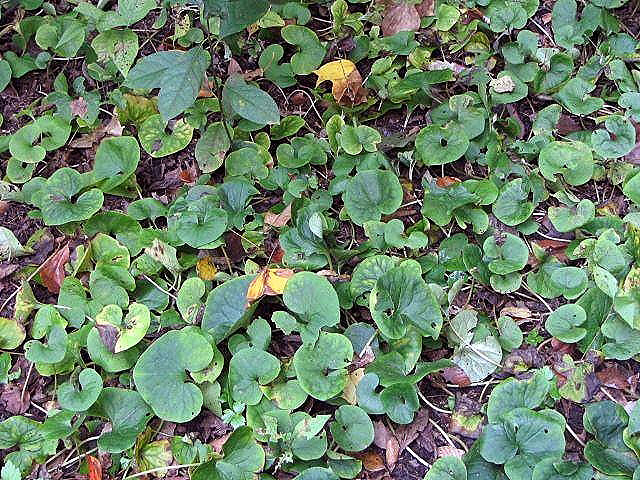 Canada Wild Ginger