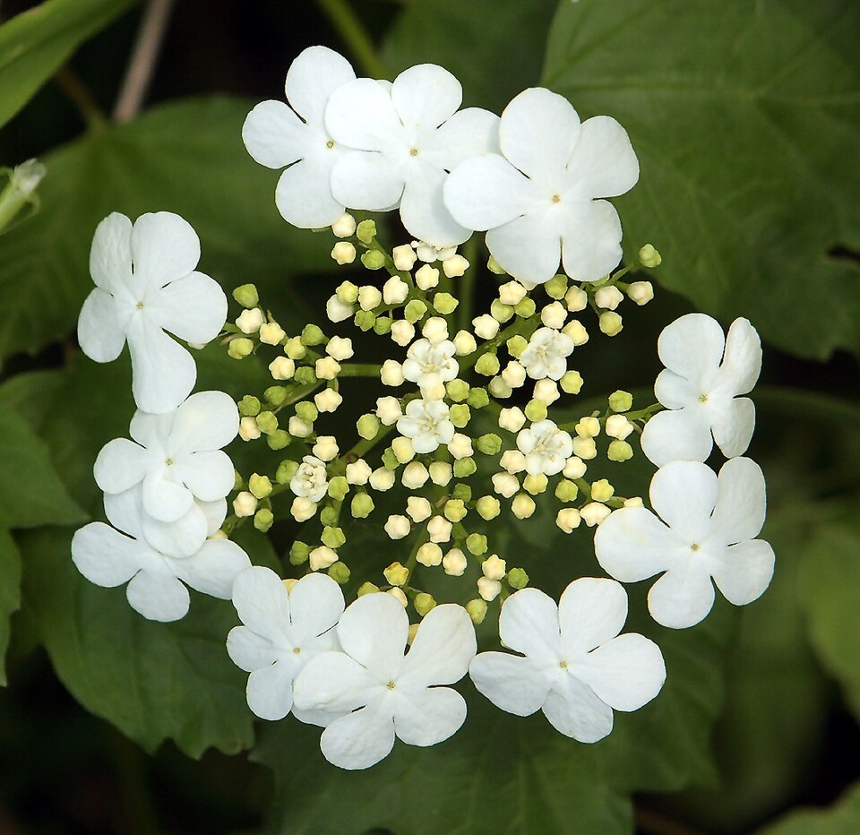 Highbush Cranberry
