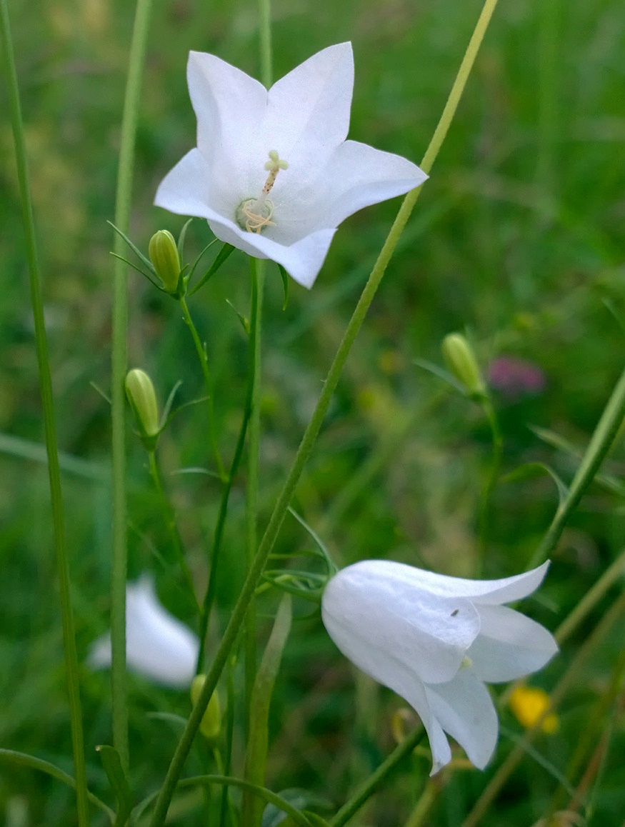 Bluebell of Scotland