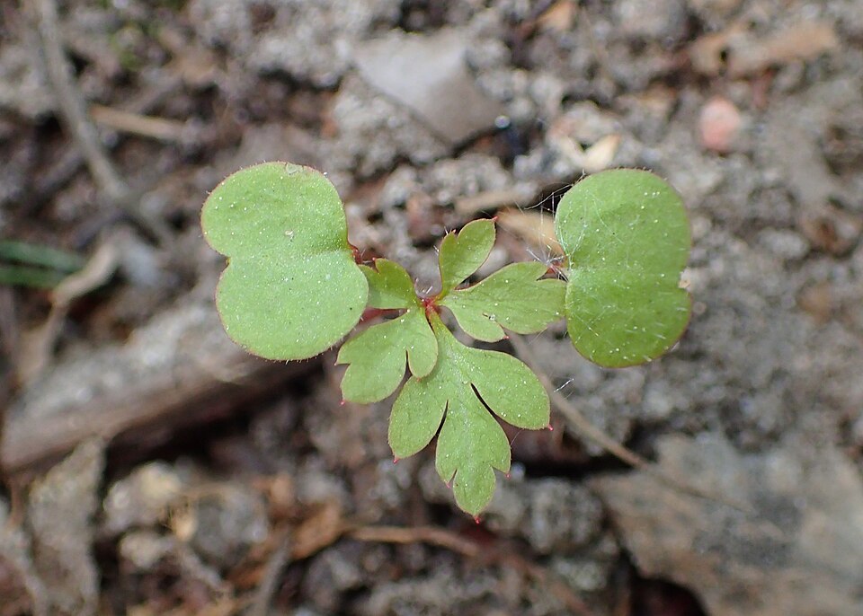 Herb-Robert