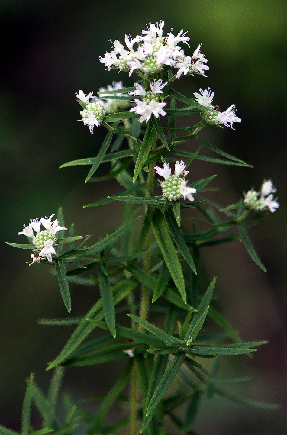 Virginia Mountain-Mint