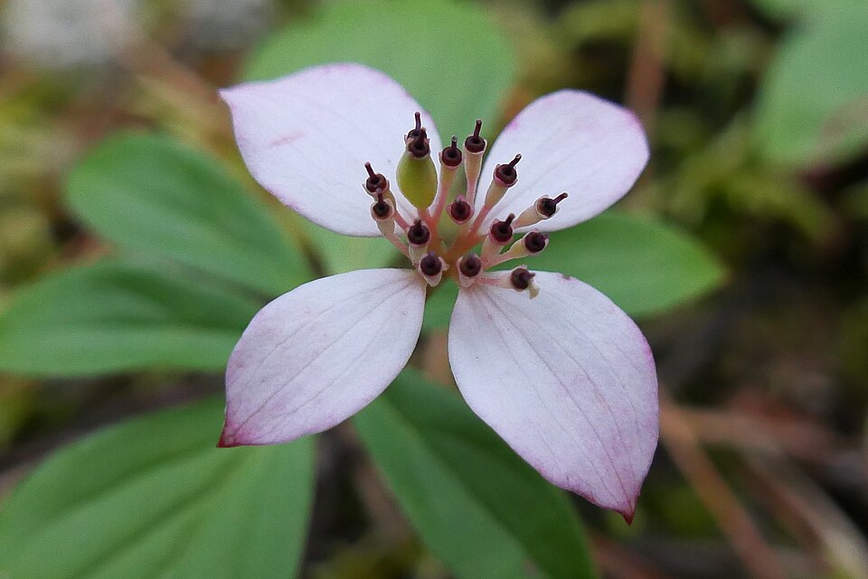 Bunchberry