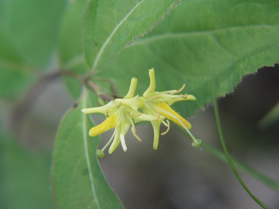 Northern Bush-Honeysuckle