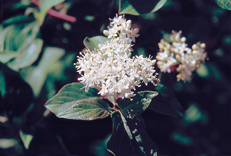 Red-Osier Dogwood