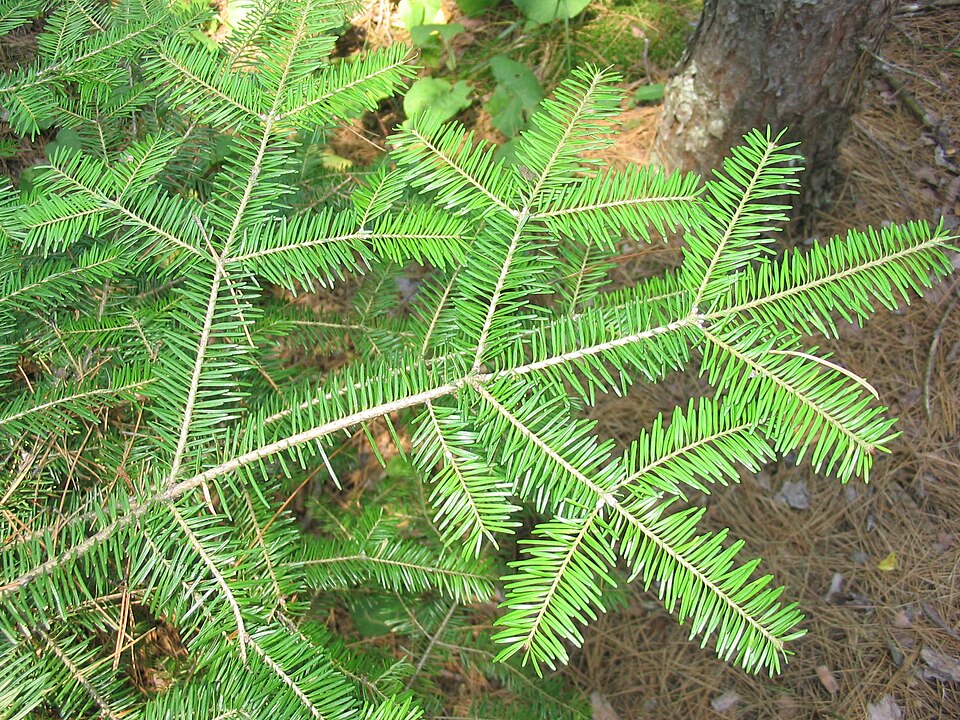 Balsam Fir