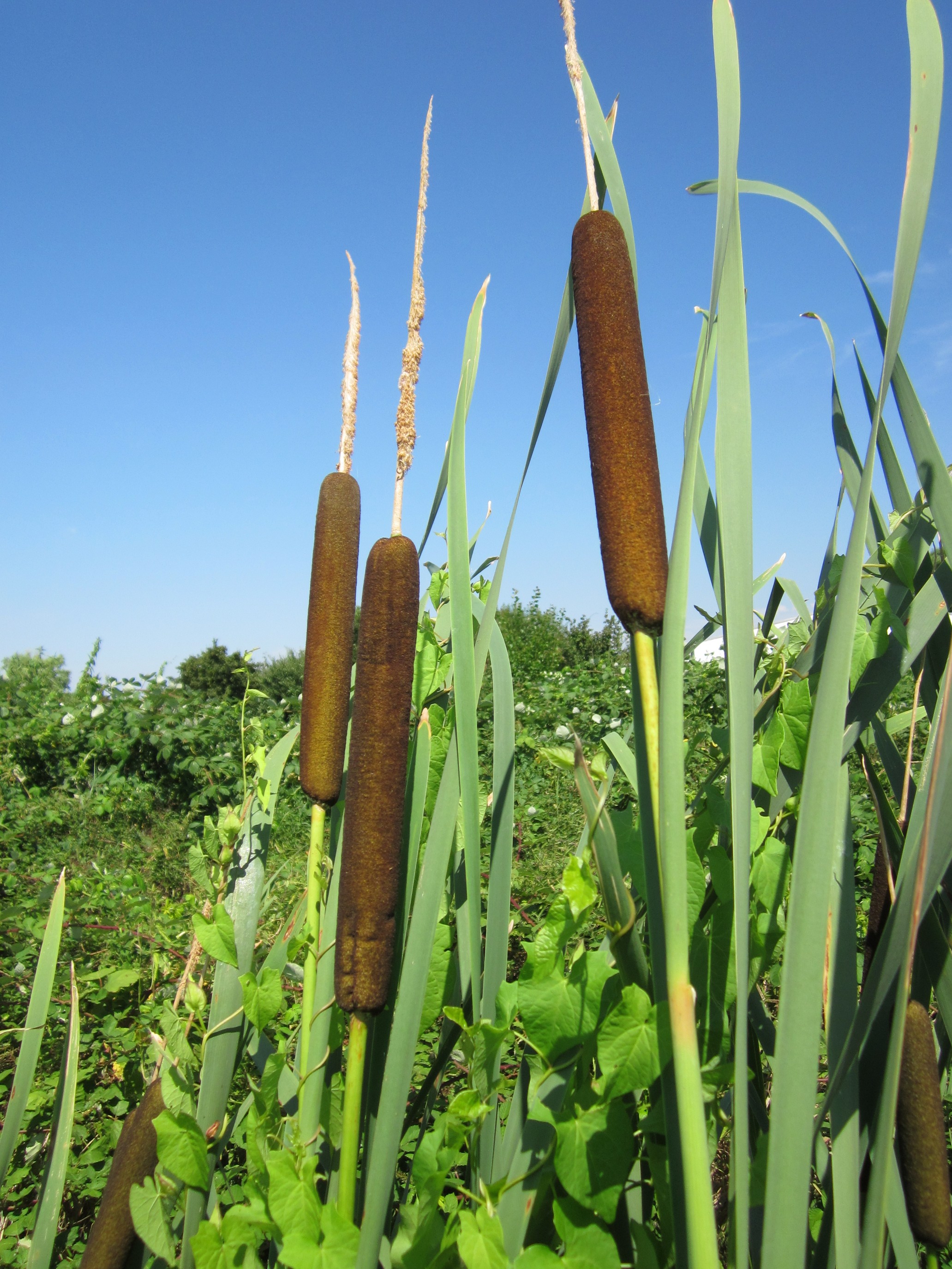 Broad-Leaved Cattail
