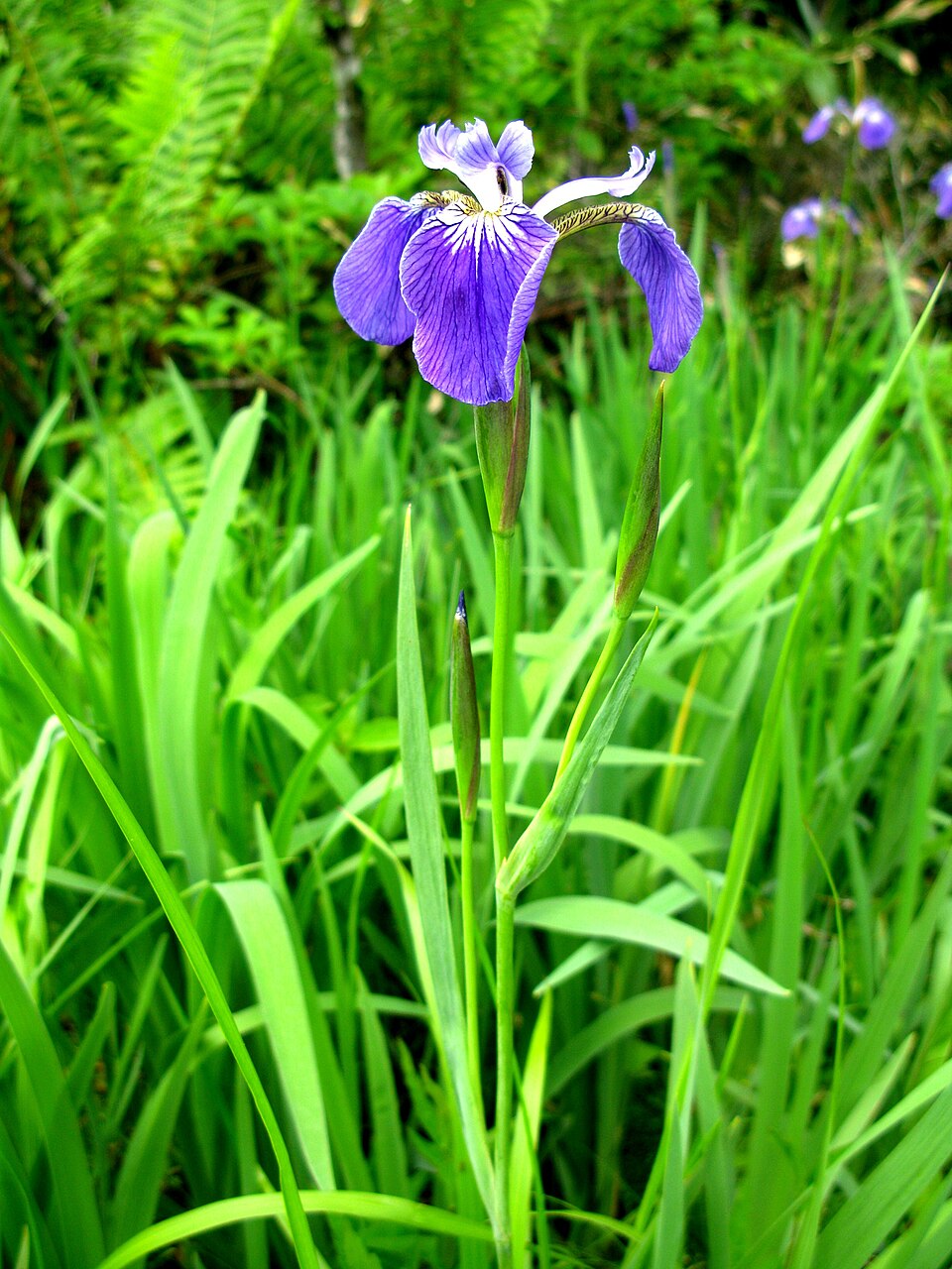 Alaska Iris