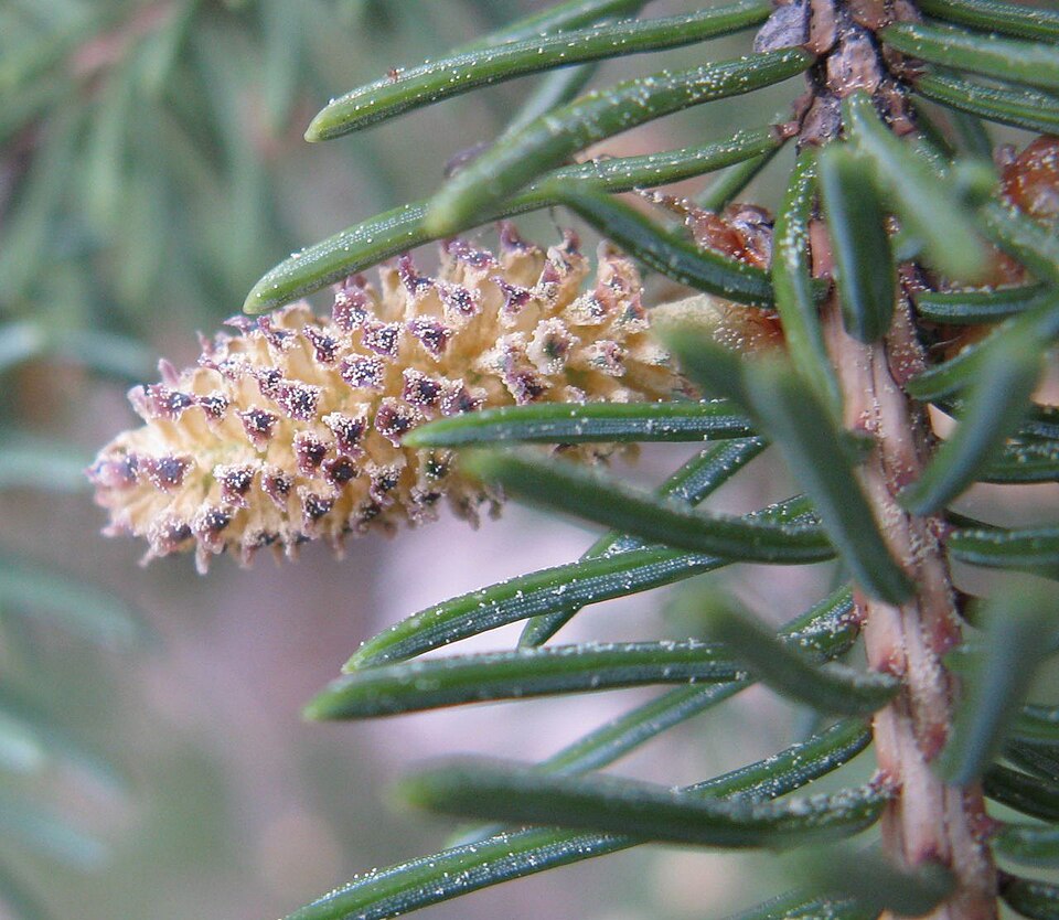 White Spruce