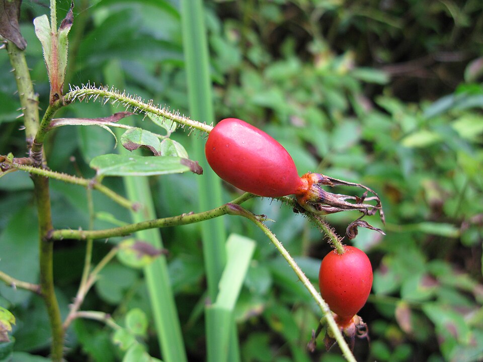 Prickly Rose