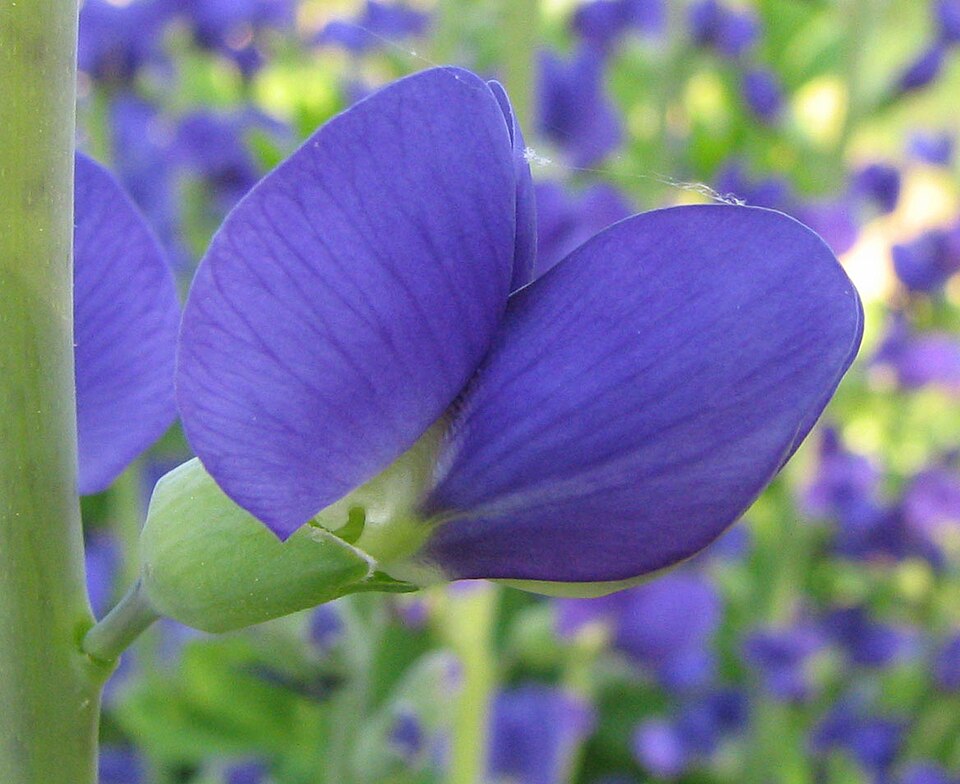 Blue Wild Indigo