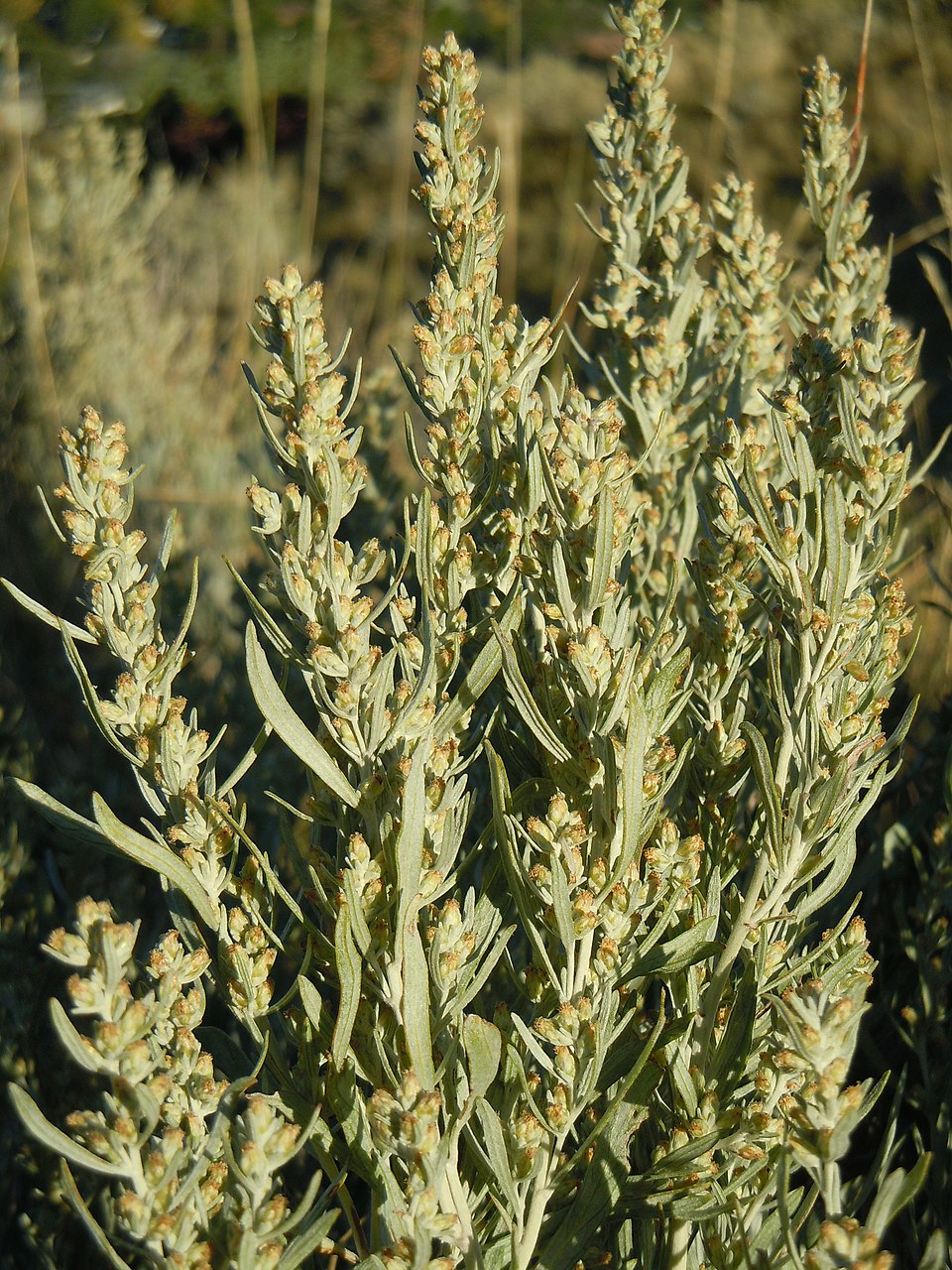 Silver Wormwood