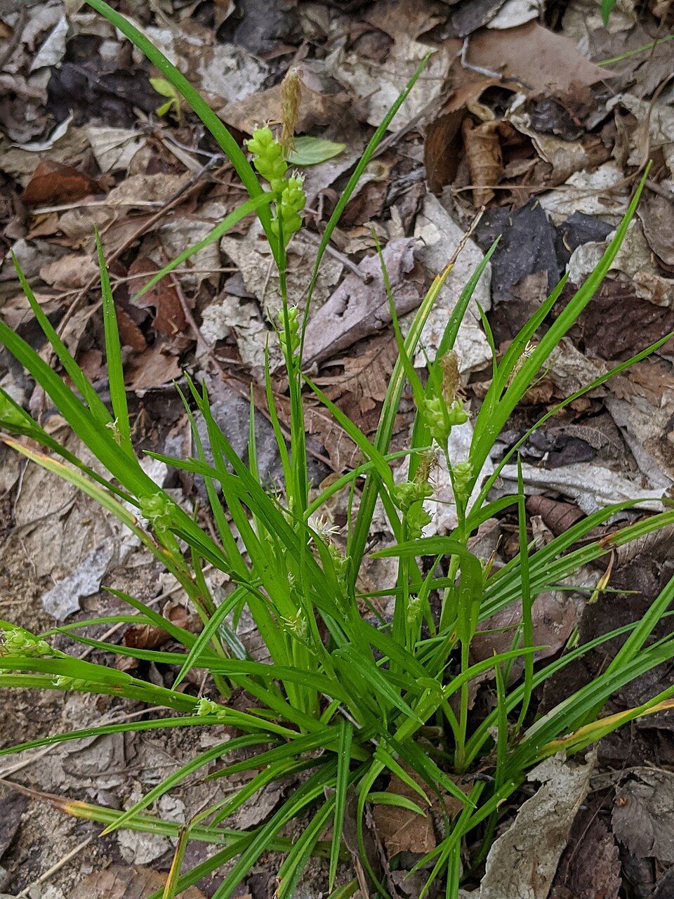 Woodland Sedge