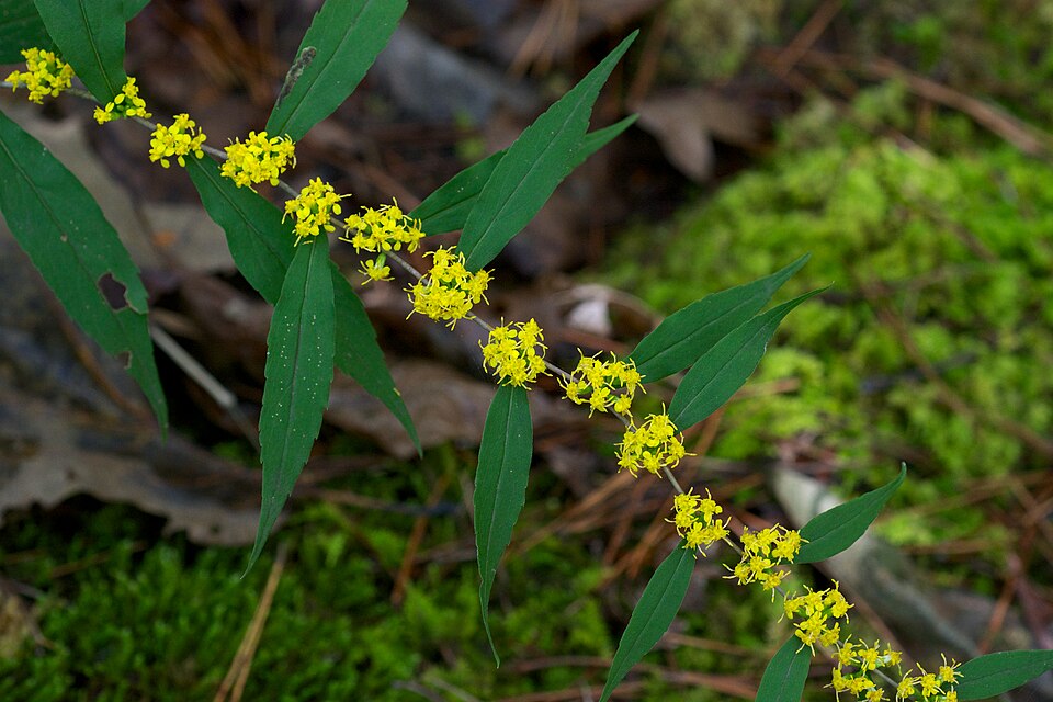 Blue-Stemmed Goldenrod