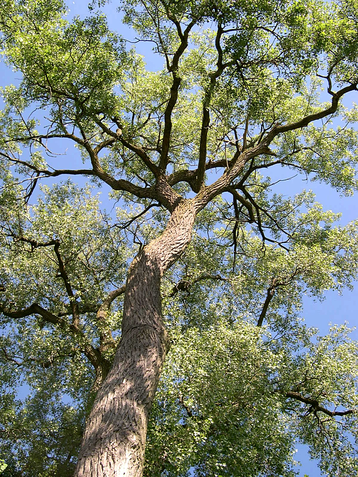 Eastern Cottonwood