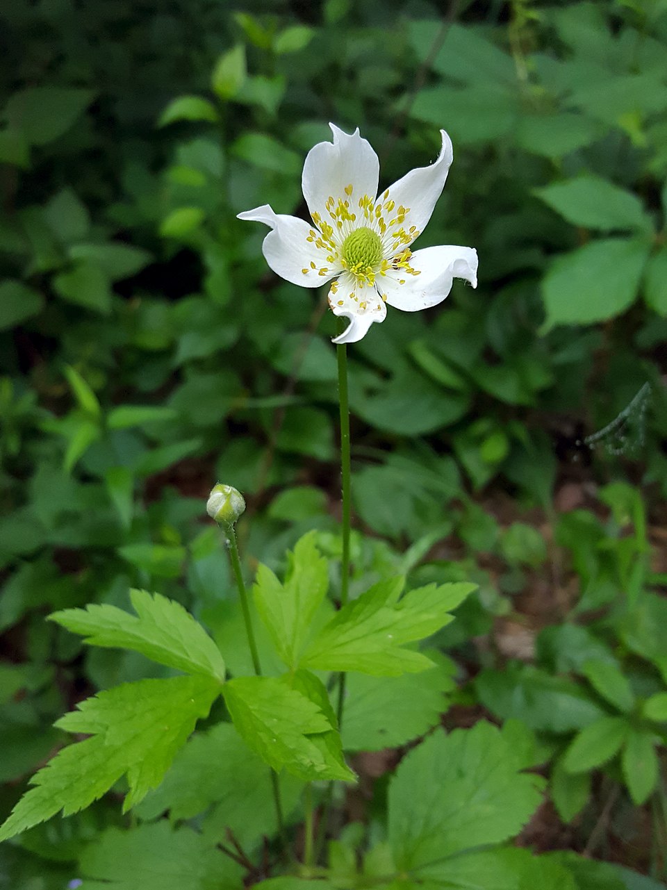 Tall Anemone