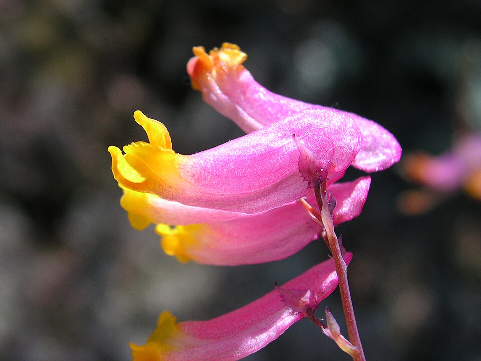 Rock Harlequin