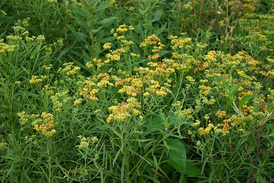 Grass-Leaved Goldenrod