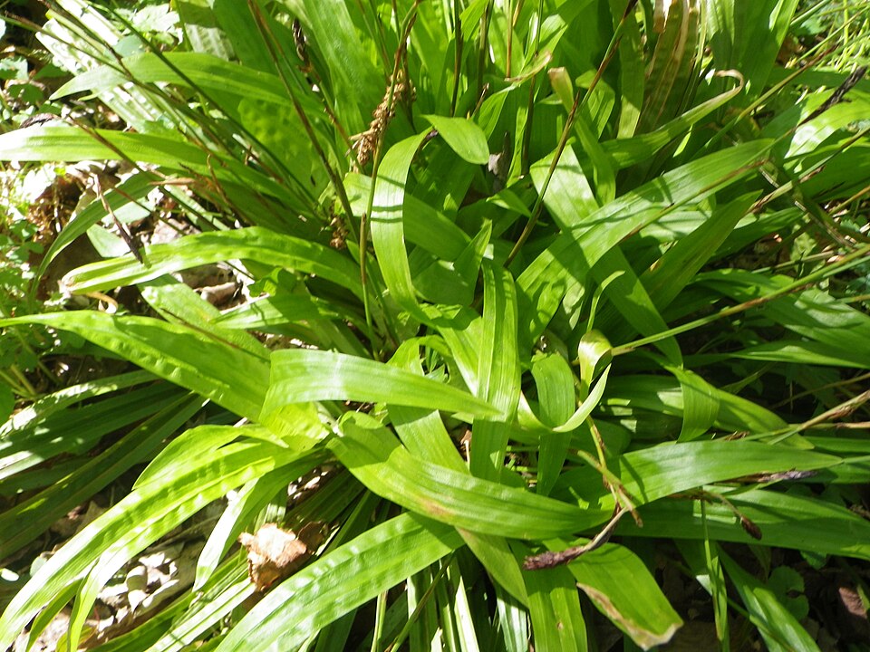 Plantain-Leaved Sedge