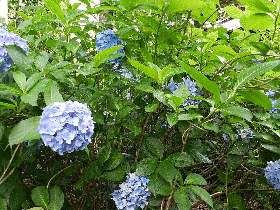 Hydrangea