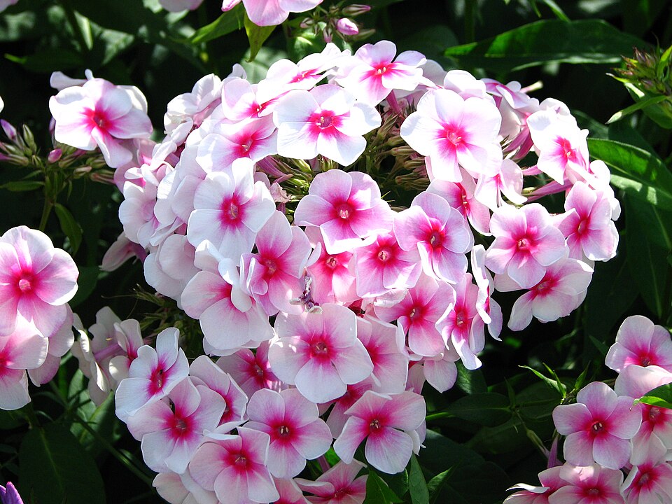 Garden Phlox