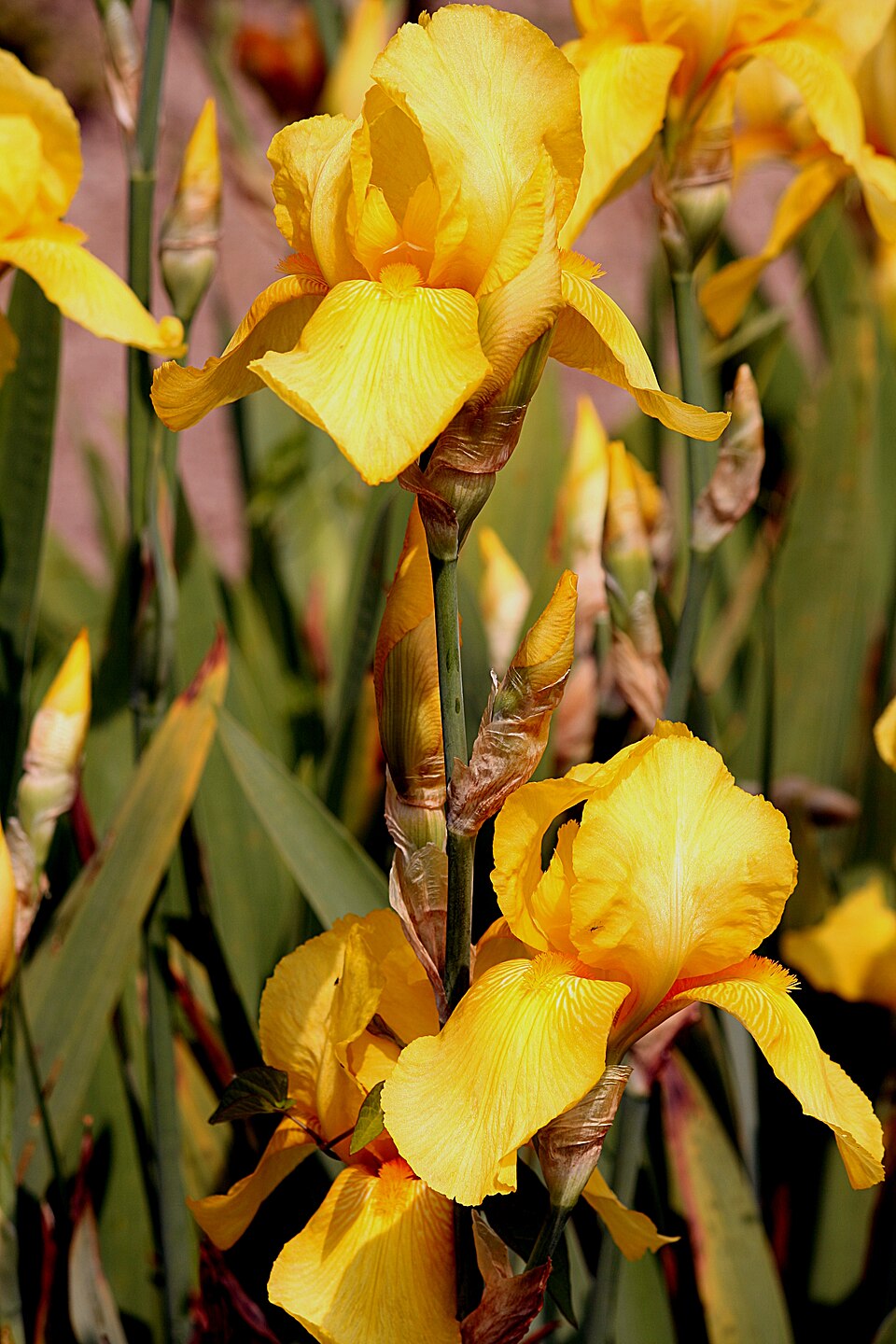 Iris (Bearded)