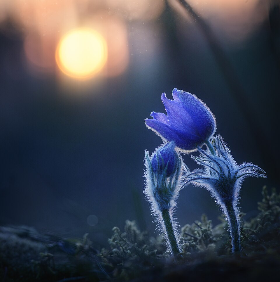 Prairie Pasqueflower