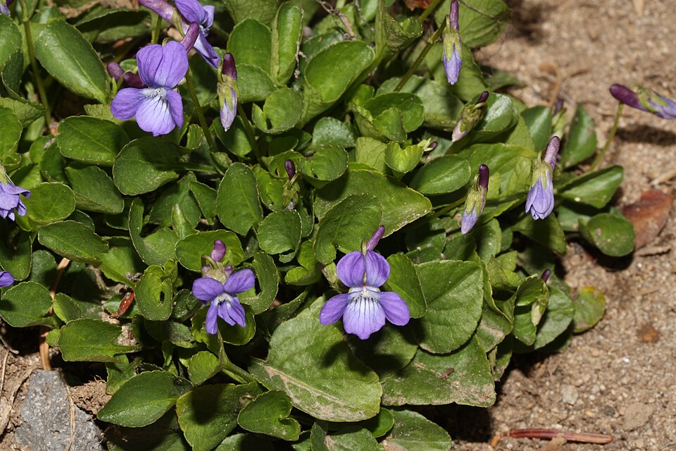 Early Blue Violet