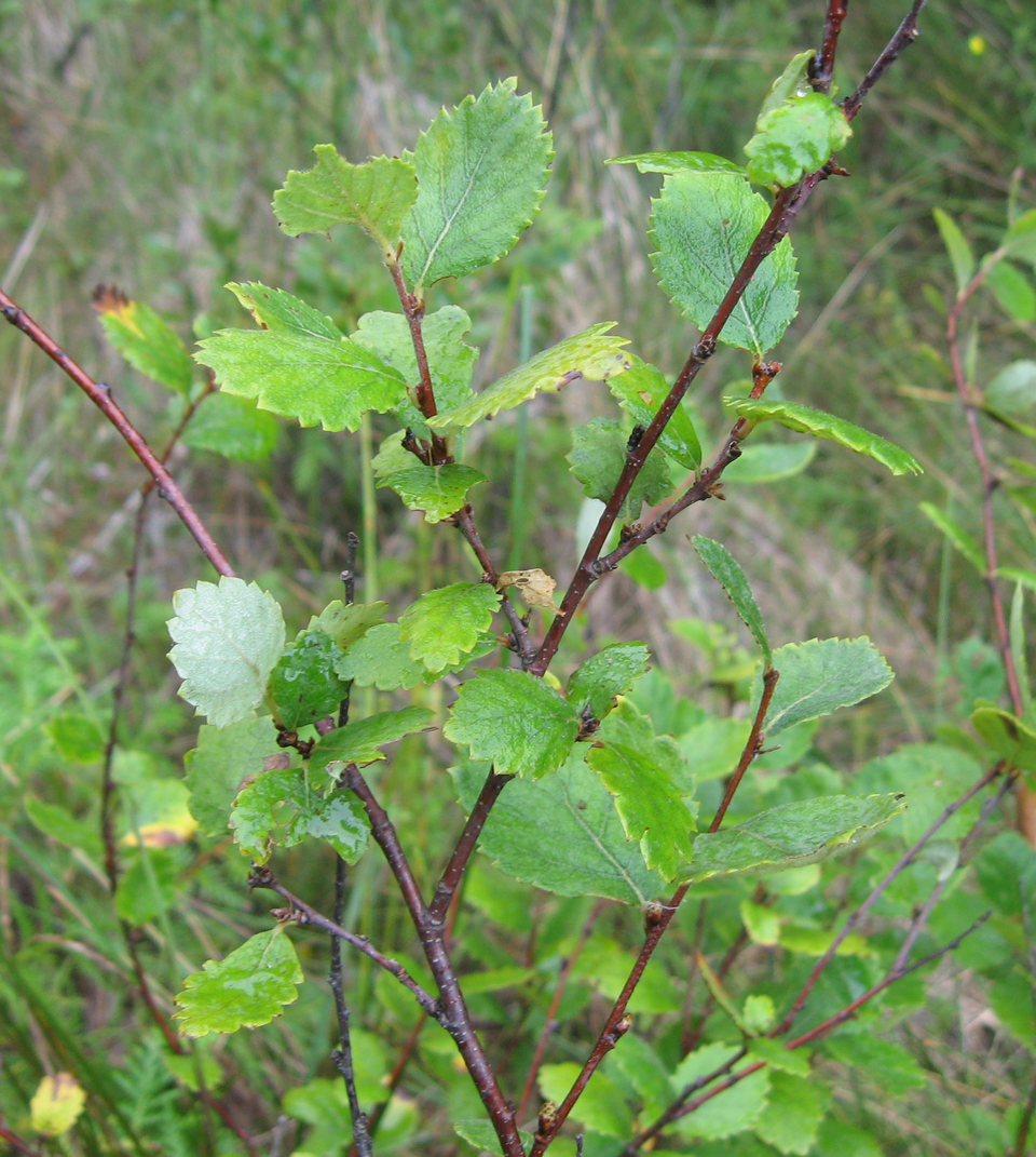 Bog Birch