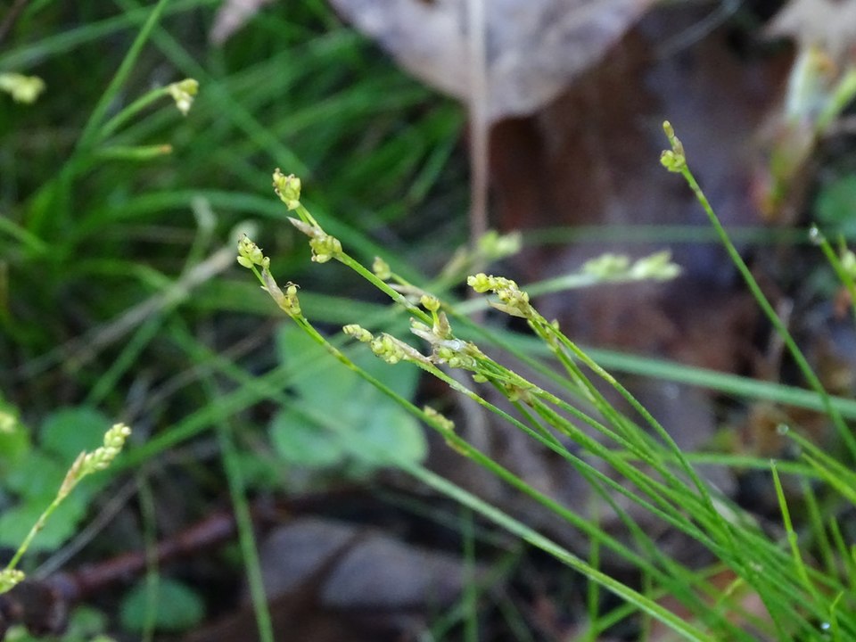 Bristle-Leaved Sedge