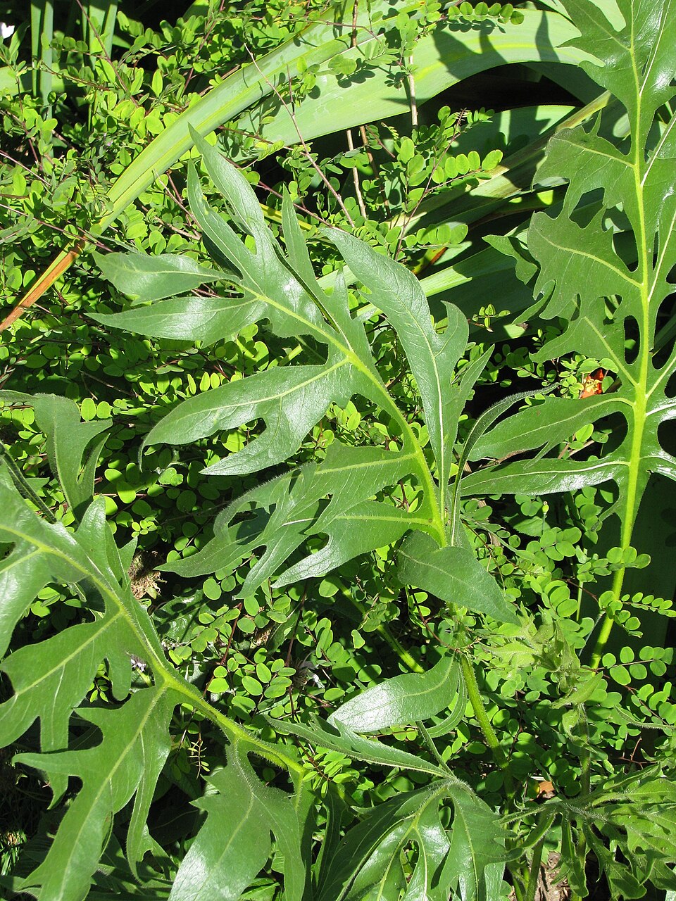 Compass Plant
