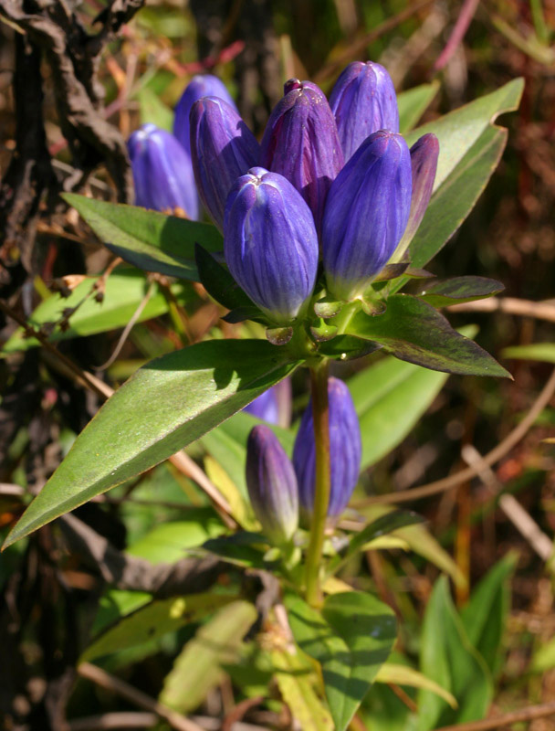 Andrews' Bottle Gentian