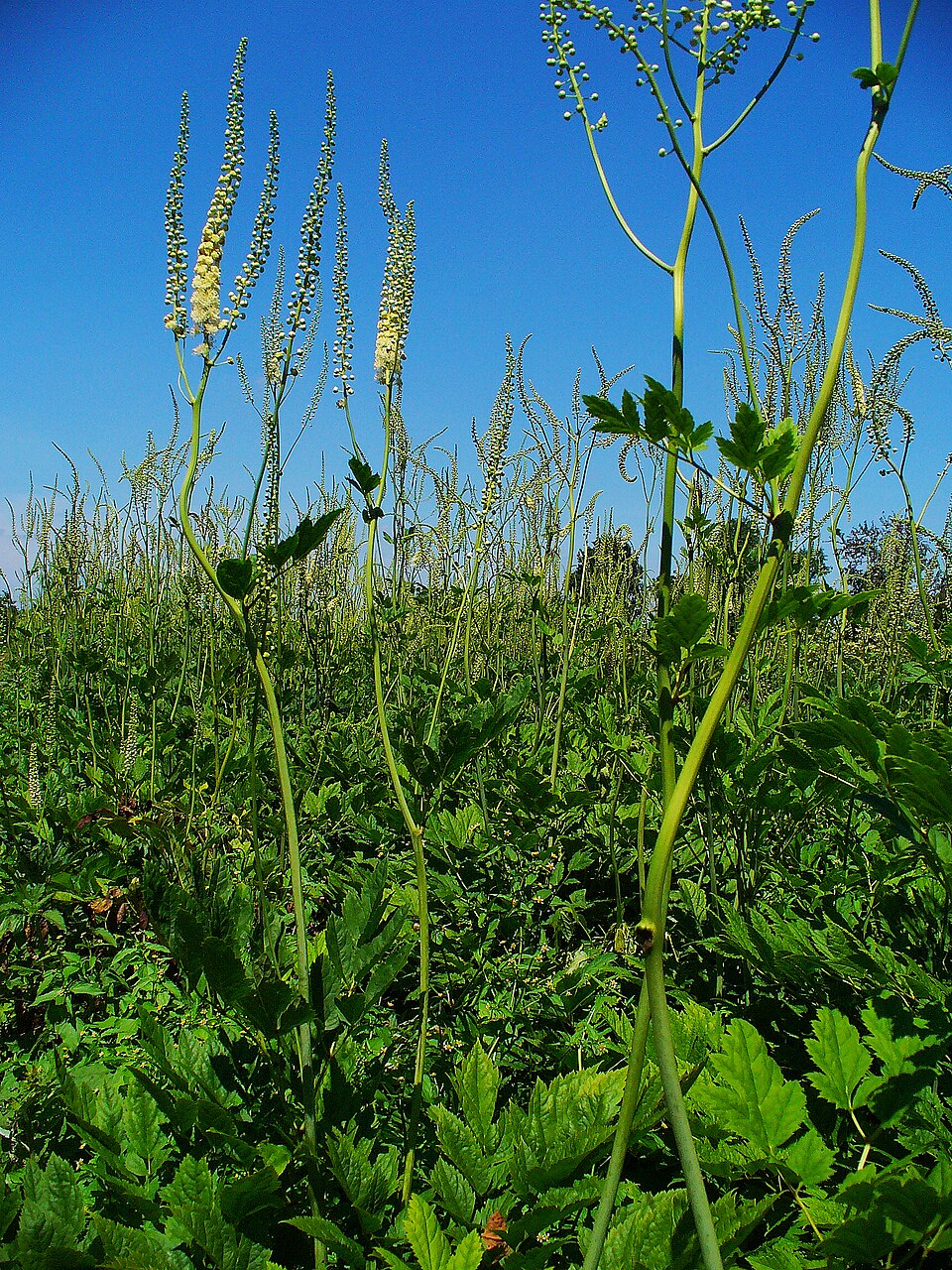 Black Snakeroot