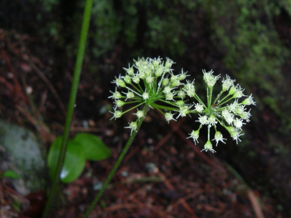 Wild Sarsaparilla