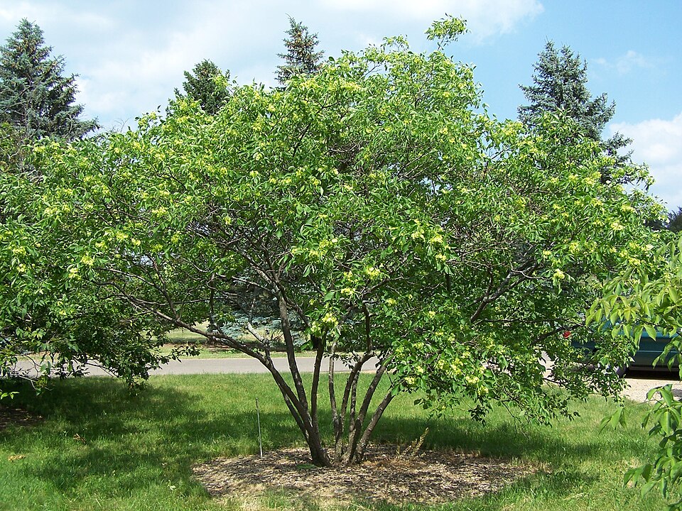 Three-Leaved Hop-Tree