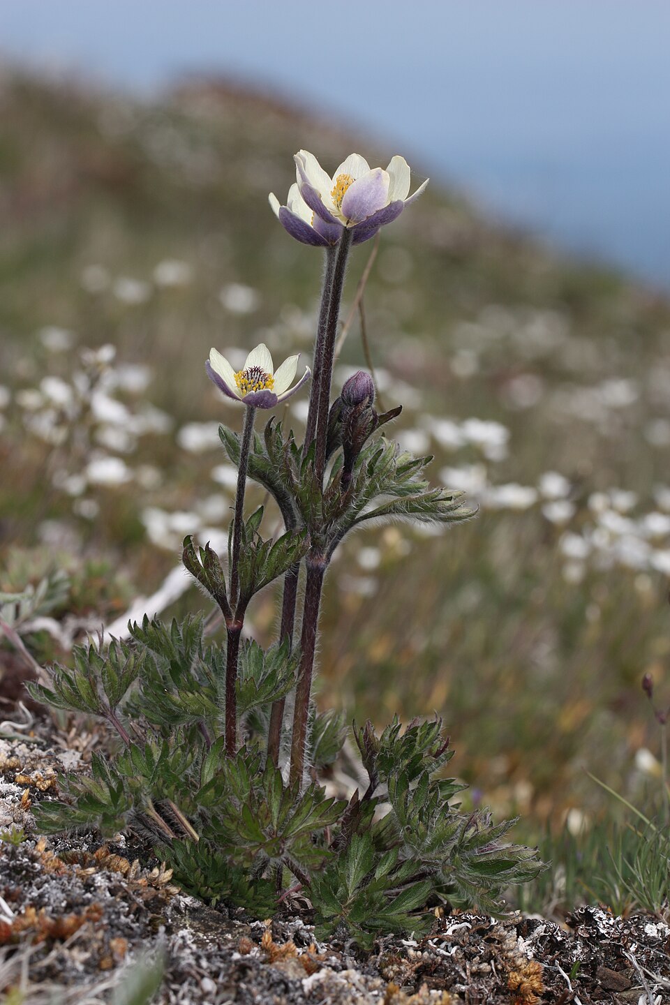 Cut-Leaved Anemone