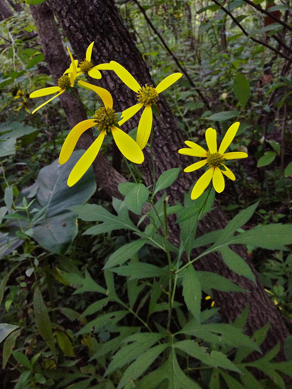 Cut-Leaved Coneflower