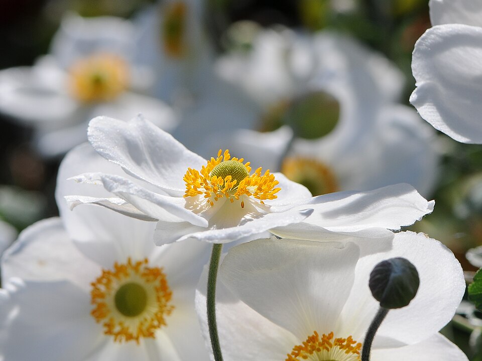 Japanese Anemone