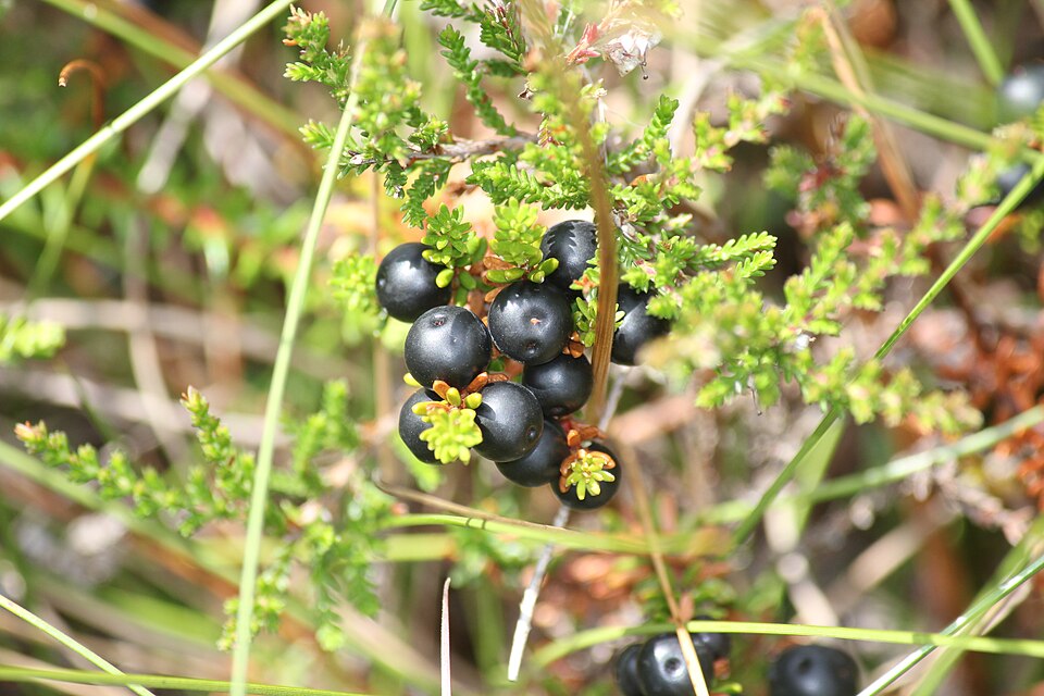 Black Crowberry