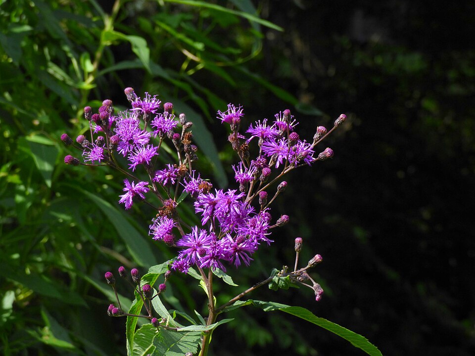 Giant Ironweed