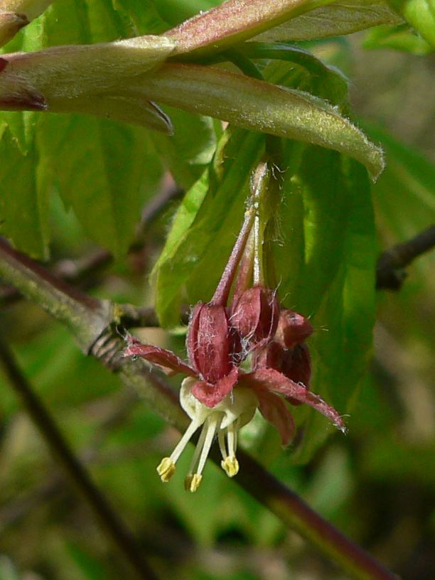 Vine Maple
