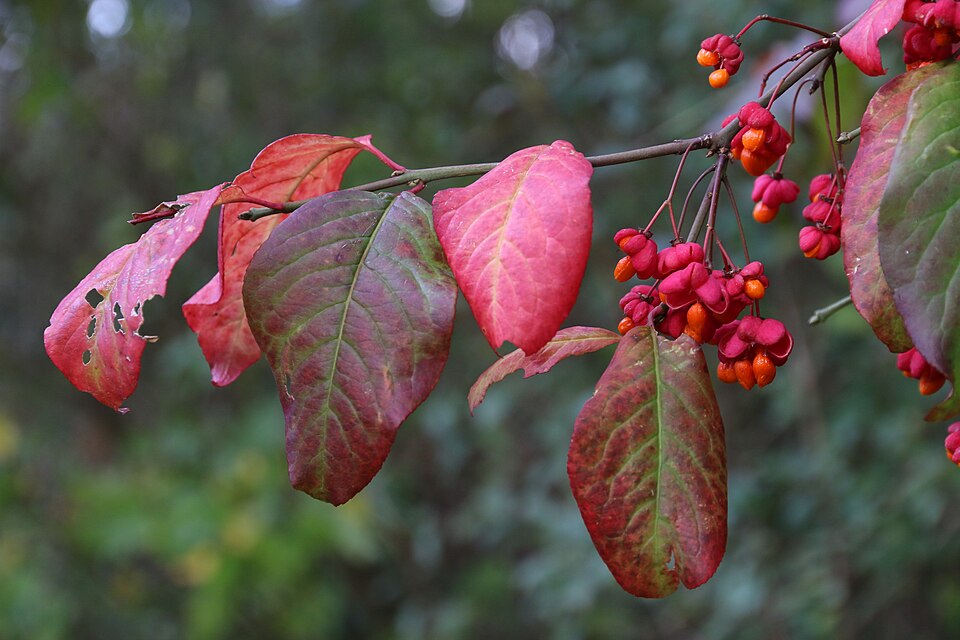 Winged Euonymus